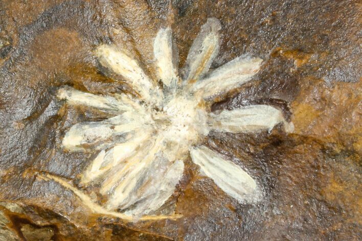 Fossil Reproductive Structure (Amersinia) - North Dakota #165065